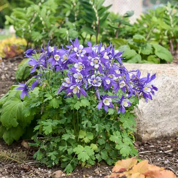 3 x Aquilegia Caerulea, Grannys Bonnet, Columbine Blue, Plug Plants