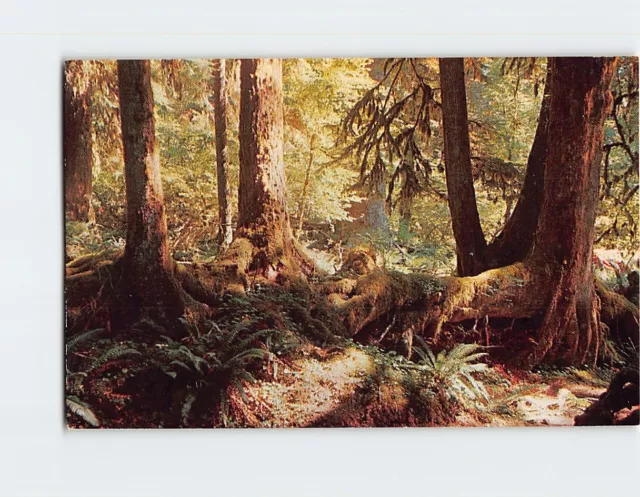 Postcard Rain Forest Olympic National Park Washington USA