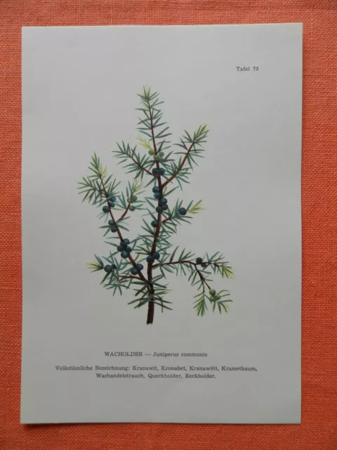 Heide-Wacholder Juniperus communis Wacholder   Heilpflanze Farbdruck 1956