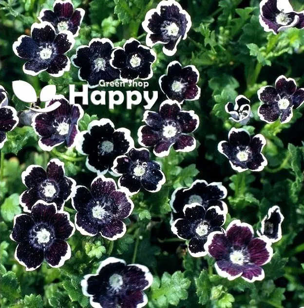 Pennie Black - 300 SEEDS - Nemophila Discoidalis - Balcony Flower - Baby Black