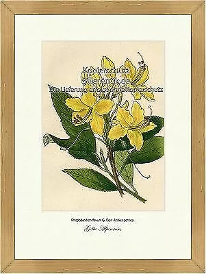 Gelbe Alpenrose Rhododendron flavum Heidekrautgewächse Vilmorin A3 361