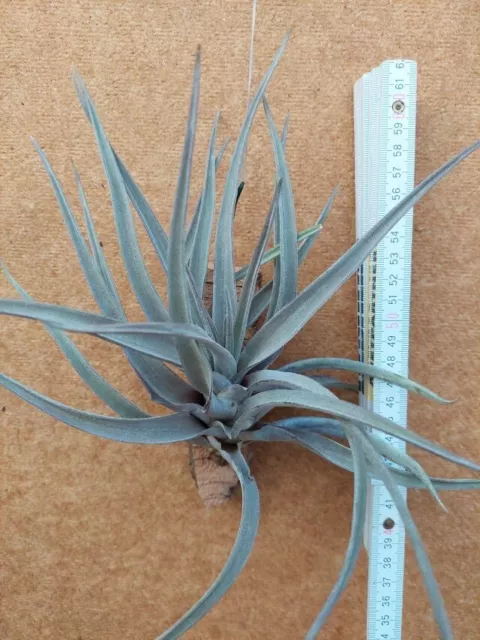 Tillandsia novakii, aufgebunden