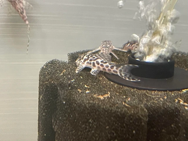 Hypancistrus sp. L400 Spotted !