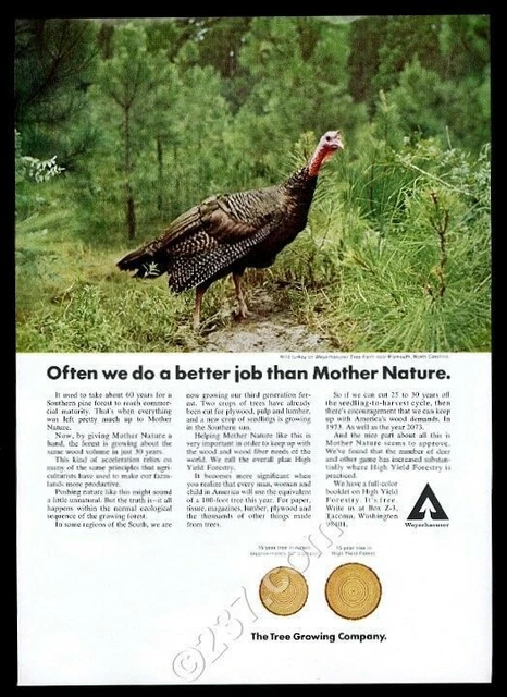 1973 wild turkey color photo Weyerhaeuser paper vintage print ad