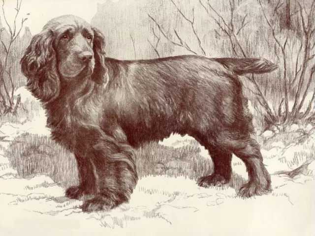 Sussex Spaniel - CUSTOM MATTED - Dog Art Print - Langley - NEW