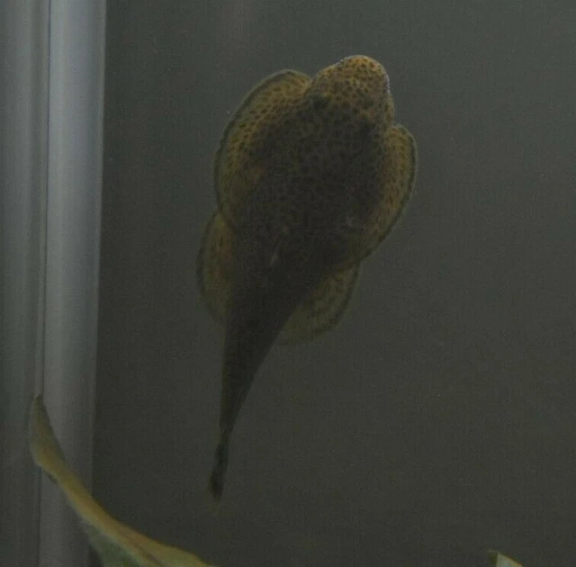 Live Assorted Hillstream Loach (Pack of 3 Aquarium Fish) *PLS READ DESCR* 4