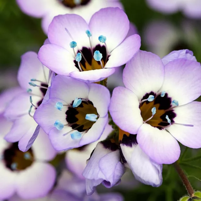 VOGELÄUGLEIN 300 Samen GILIA TRICOLOR Duft SOMMERBLUME Blumenwiese BIENEN 2