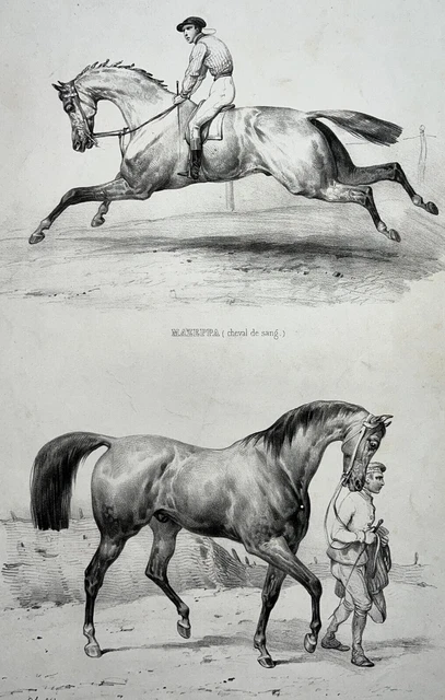MAZEPPA Cheval Sang LITHOGRAPHIE Priston VICTOR ADAM Promenade Matin XIX°