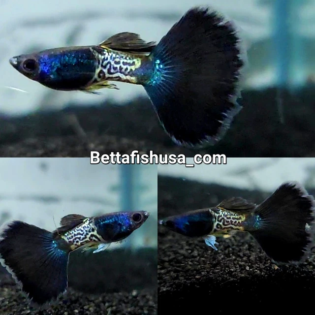 1 Trio- Metal Black Lace Guppies - High Quality Live Guppy Fish - USA SELLER