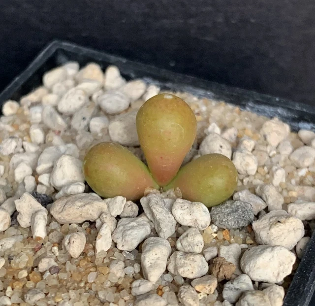 Conophytum bruynsii E de Bitterfontein 1