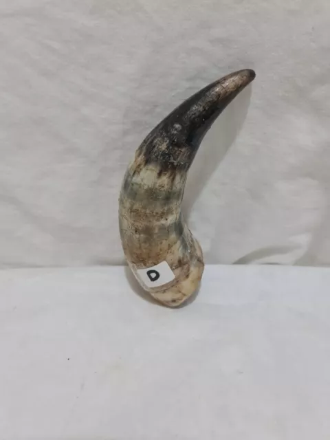 Sheep Horn/Ram  Crook /Shepherd Handle Ideal  For Walking Stick Making  [D ]