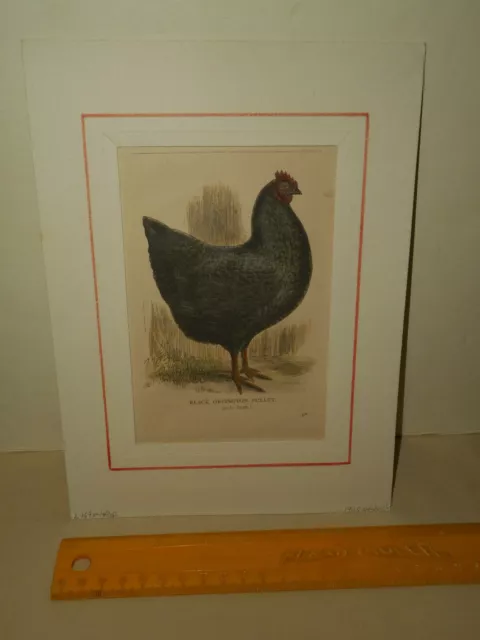 1905 Black Orpington Pullet Woodcut Engraving Practical Poultry Breeder Feeder