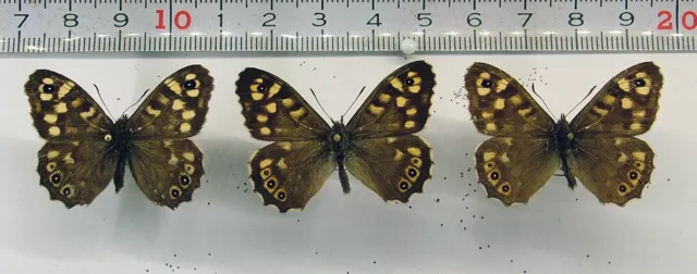 Nymphalidae Pararge aegeria Pair+male