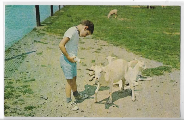 VTG Postcard - Goats at Trexler Lehigh Co. Game Preserve - Schnecksville, PA