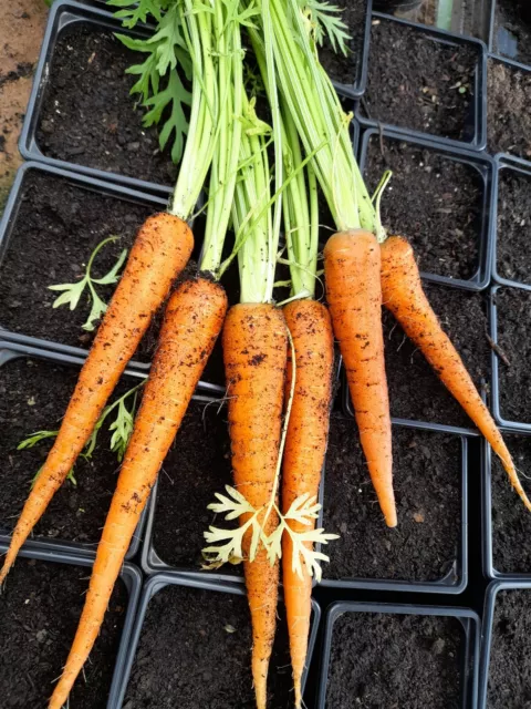 Organic - Vegetable - Carrot - Autumn King - 2500 Seed