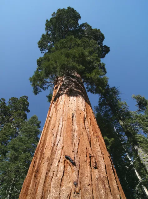 100 Samen Küstenmammutbaum (Sequoia sempervirens), winterhart, Küsten-Mammutbaum