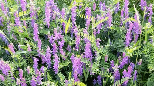 5 Pounds Hairy Vetch Seeds for Planting Cover Crop Grain Bee Pasture Pollinator
