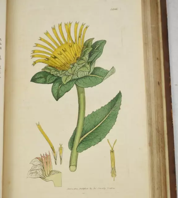 Sowerby English Botany Coloured British Plants 1806 1st 72 HAND COL PLTS XXII