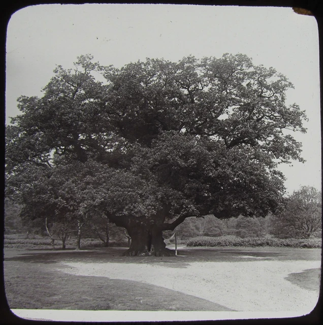 Glas magische Laterne Rutsche MAJOR EICHE BAUM SHERWOOD WALD C1890 VIKTORIANISCHES FOTO
