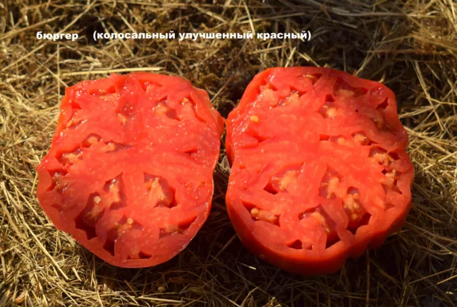 Tomatensamen  " Burgess (Colossal Red Improved)" , bis 1kg++