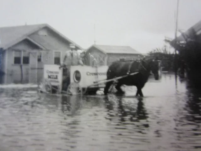 Vintage Milk Horse Wagon Crescent Dairy Creamery Photo Los Angeles Flood 1930s