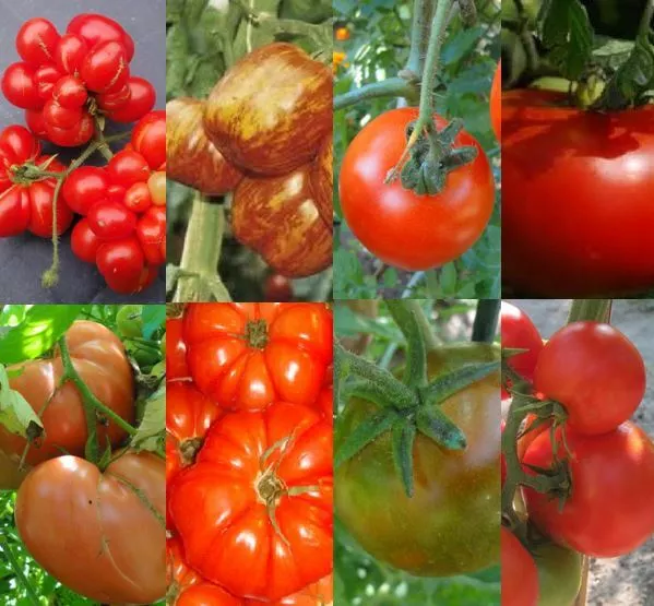 20 Graines De Tomates Bio (Cerise,Poire,Noire,Ananas,Green Z) Parmi 58 Variétés