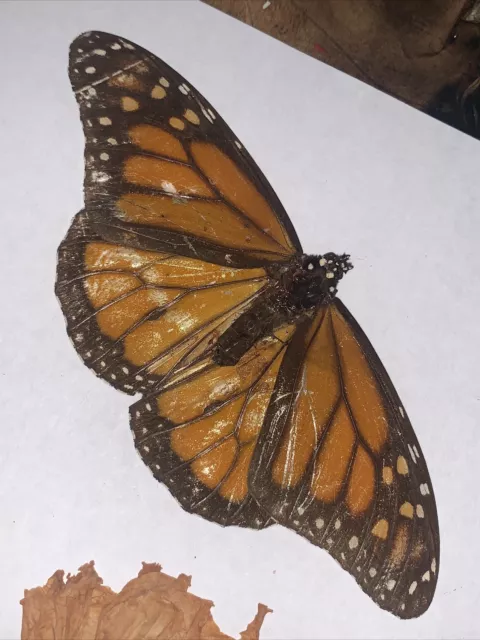 1856 Herbarium Antique Pressed Flowers and Monarch Butterfly found in Bible