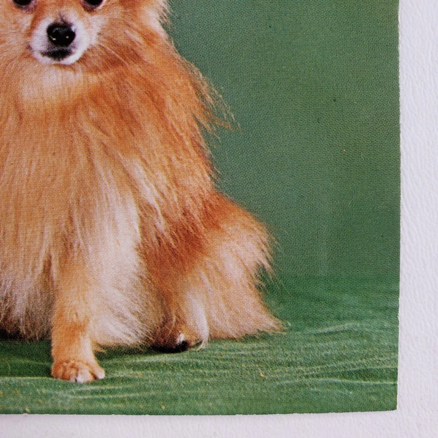 Pomeranian Dogs Crystal Falls Postcard 1970s Michigan Spitz Vintage Pets MI A969 4
