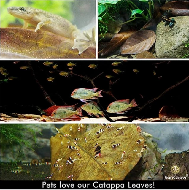 Catappa Leaves 300 PCS Indian almond leaves ketapang leaves shrimp aquarium 3