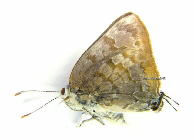 Unmounted Butterfly / Lycaenidae - Rekoa palegon, male, Mexico