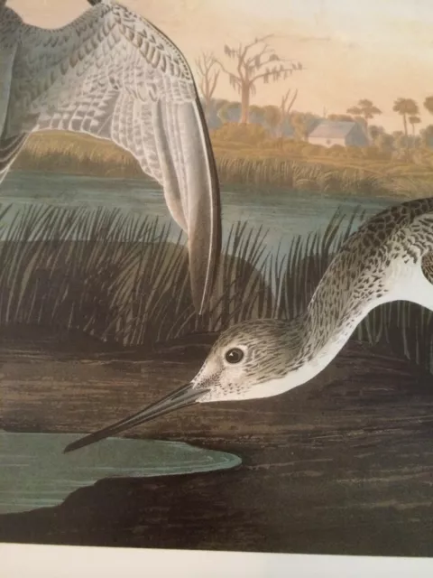 Greater Yellowlegs Snipe Audubon Bird Print Picture Poster Plate 162