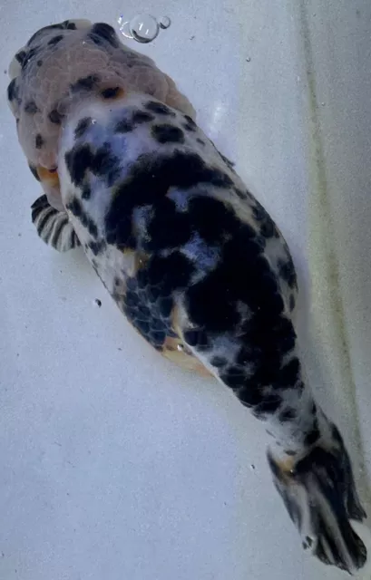 LIVE pond goldfish  Fish~ Goldfish Ranchu goldfish koi pond 4.75  Inch
