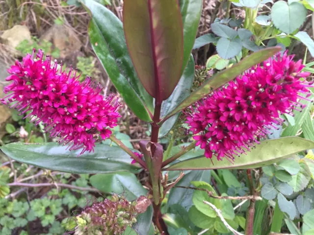 Hebe speciosa - 100 seeds - New Zealand native shrub - Veronica