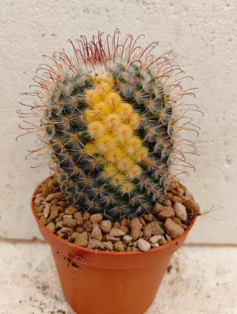 Mammillaria bombycina variegated pøt 10cm  noAriocarpus