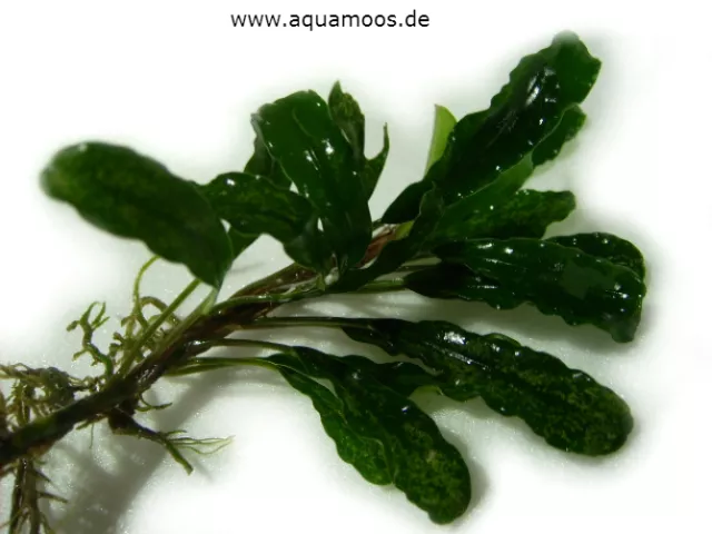 Bucephalandra Sekadau -  neu und selten ! Aquarienpflanze eine Augenweide