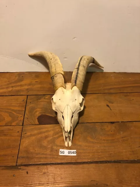 Hill country goat skull outdoors rustic authentic horn European  decor SG0540