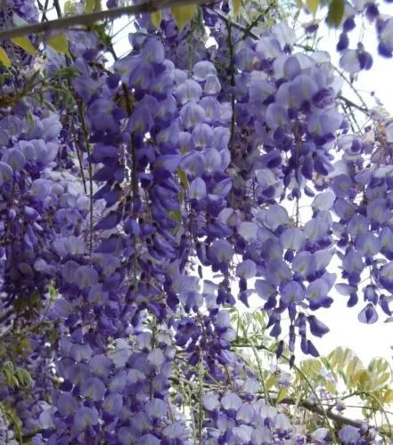 Glicine Cinese - Wisteria sinensis 5+ semi seeds samen W 009