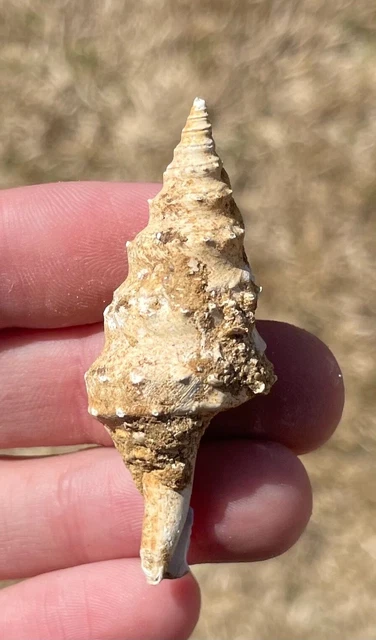 FRANCE FOSSIL GASTROPOD Clavatula spinosa Miocene Megalodon Age Shell £ ...