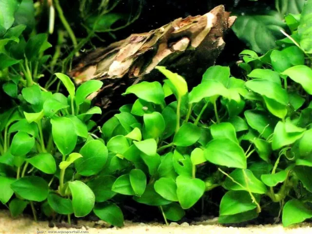 3X Anubia nana plante aquarium très résistantes avec 8 feuilles mini