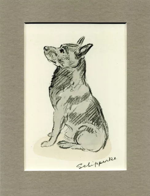 Lucy Dawson  ~ Schipperke ~ Hand Coloured Print Genuine Vintage 1936