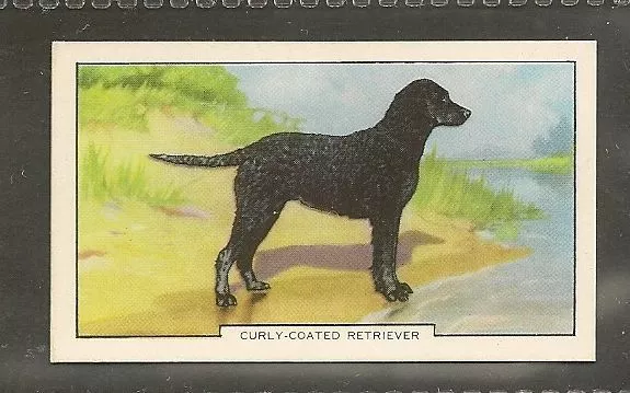 1938 UK Dog Art Full Body Study Gallaher Cigarette Card CURLY COATED RETRIEVER