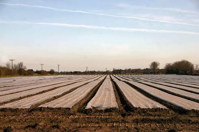 Photo 6x4 Plastic fields at Mildenhall Fen Kenny Hill Not sure what is gr c2007