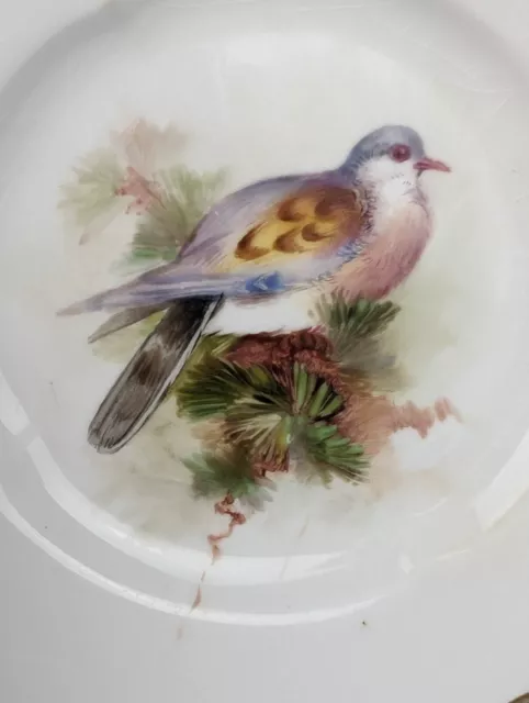 Antique Royal Worcester Porcelain Hand Painted Signed Bird China Plate c1908 NR