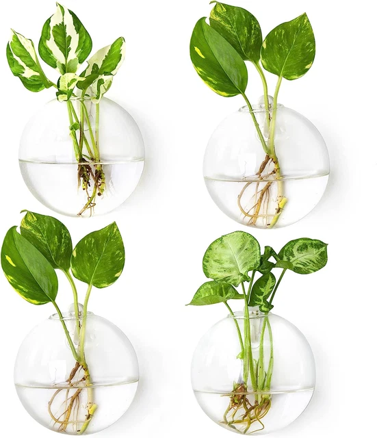 Ivolador Wall Mounted Plant Terrariums Oblate Hanging Glass Propagation Station