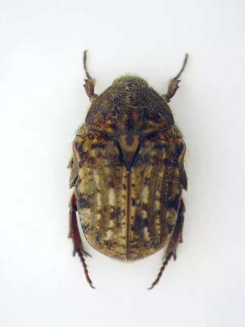 Scarabaeidae, Cetoniinae Euphoria inda USA (Pennsylvania)