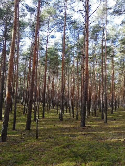 Wald nur 70 km von Berlin entfernt / Kapitalanlage o. Holzabbau