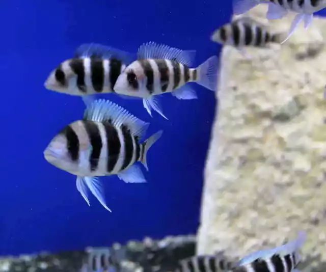 1 Pair Live Juvenile Frontosa African Cichlid Freshwater Tropical Fish 1.5" Inch