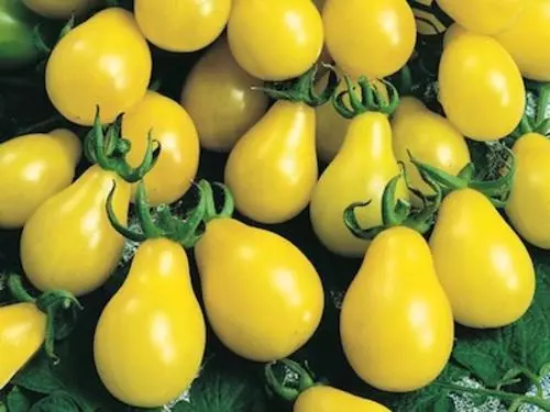 Tomato Yellow Pear / Cherry Bell 100 Seeds 2