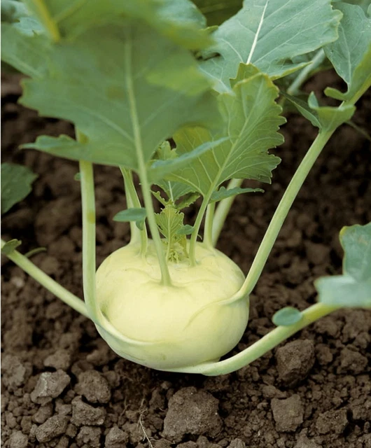 200 Graines De Radis Blanc Icicle. Graines Légumes Anciens. Heirloom - Foto 6