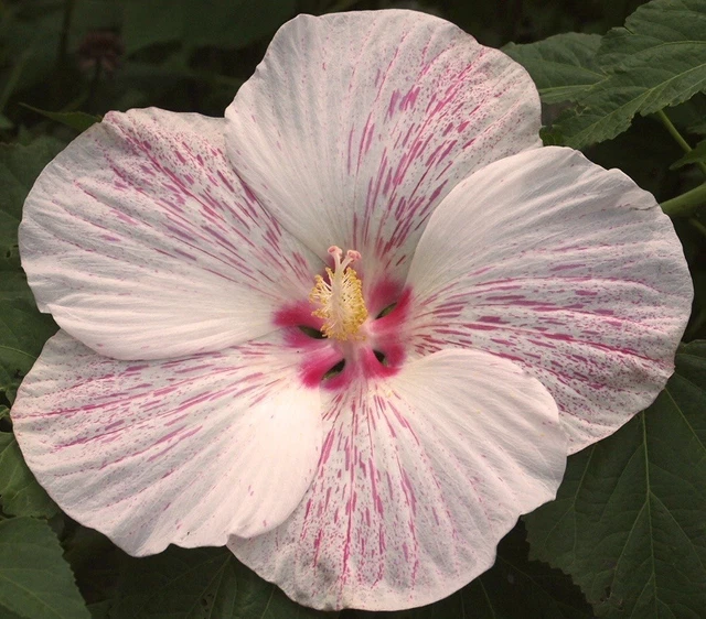 PEPPERMINT FLARE Hardy Hibiscus -- Plant in 4.5" pot